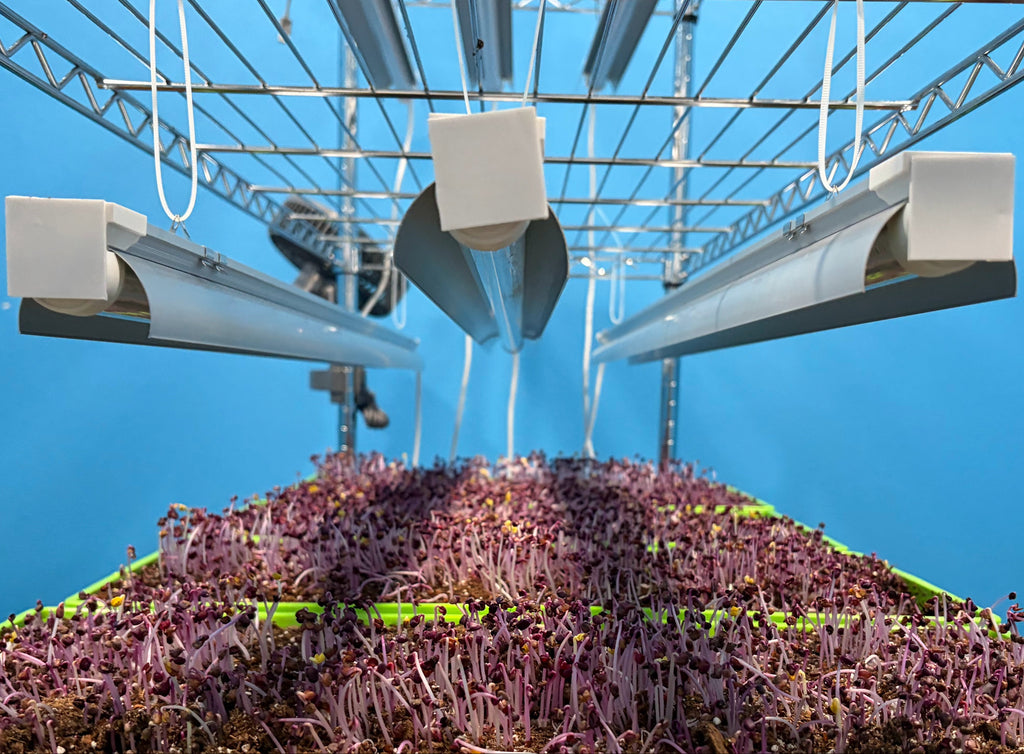 Growing plants under artificial lights in a controlled environment
