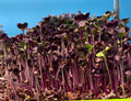 Red Rambo Radish Microgreens